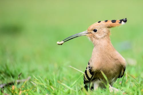 Foto d'estoc gratuïta de aboixa eurasiàtica, animal, animals