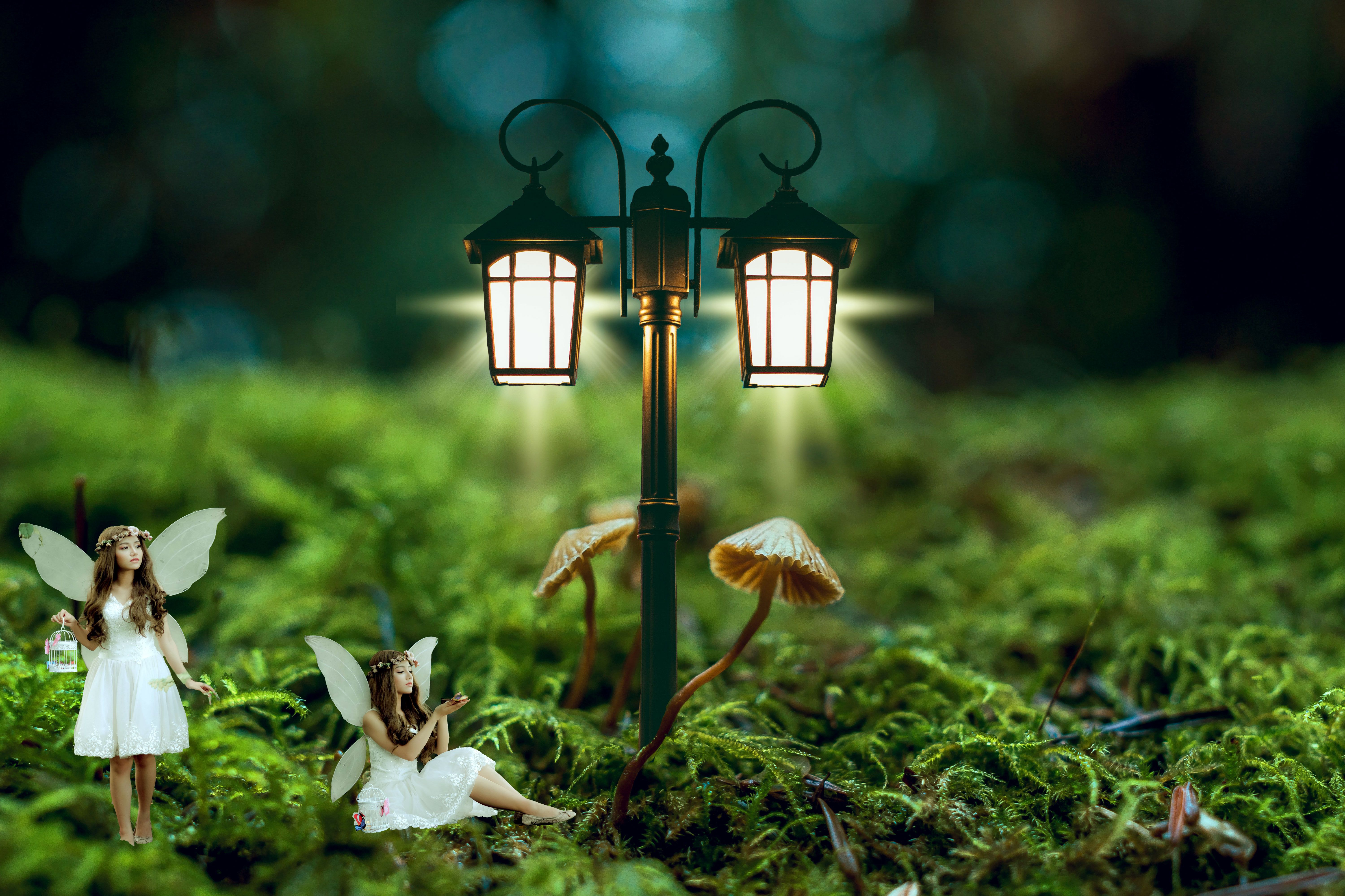 Free stock photo of fae, fairy, forest