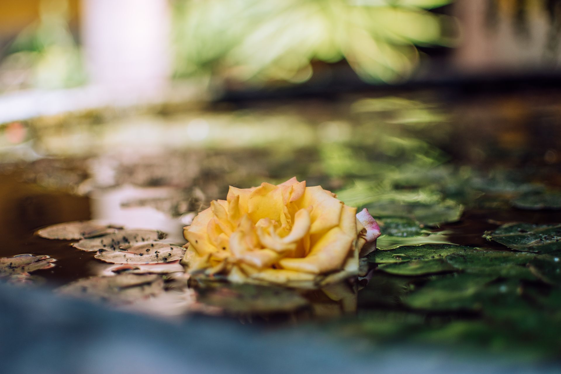 A serene close-up of a yellow rose floating among water lilies in a tranquil pond.