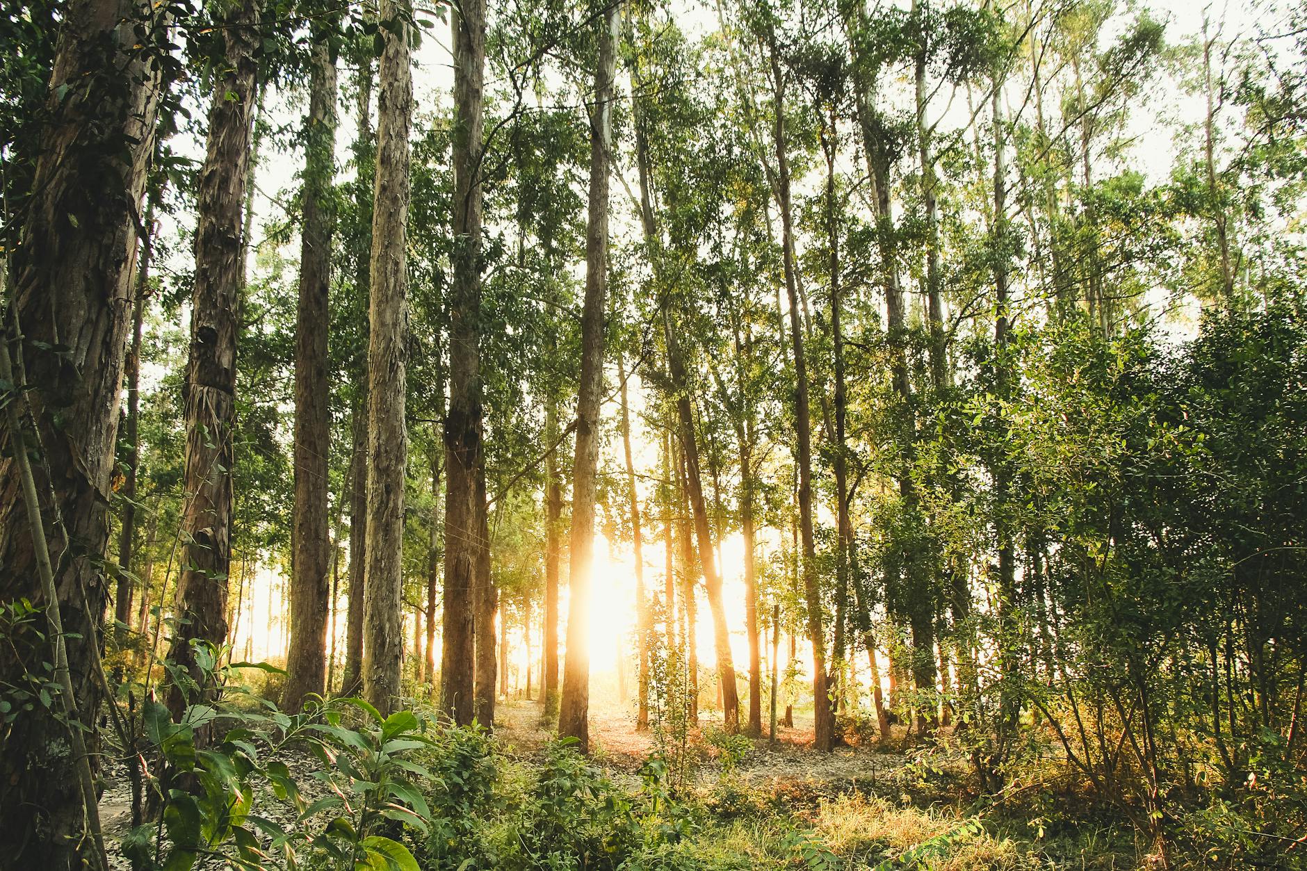https://www.pexels.com/photo/photo-of-trees-during-daytime-1662540/