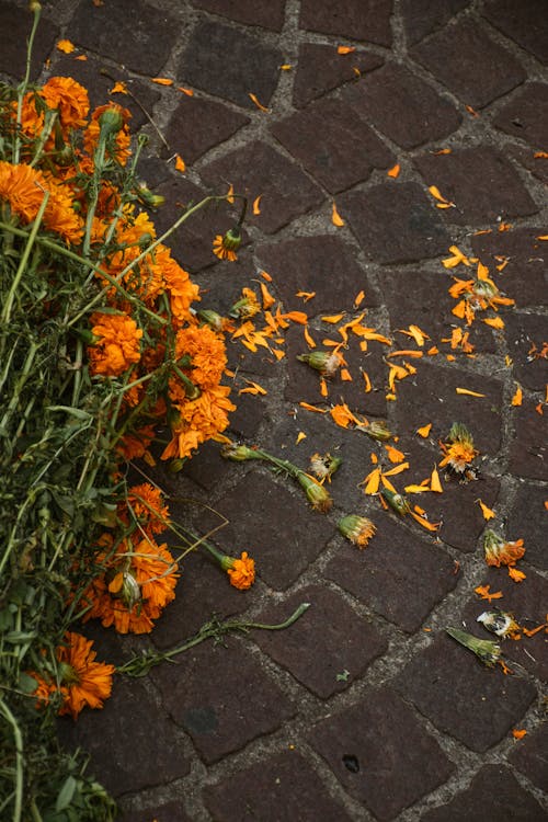 Darmowe zdjęcie z galerii z chodnik, chodniki, kwiaty