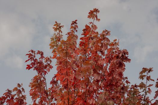 Captivating maple tree foliage in vibrant autumn colors against a clear sky in Glenquarry, Australia.