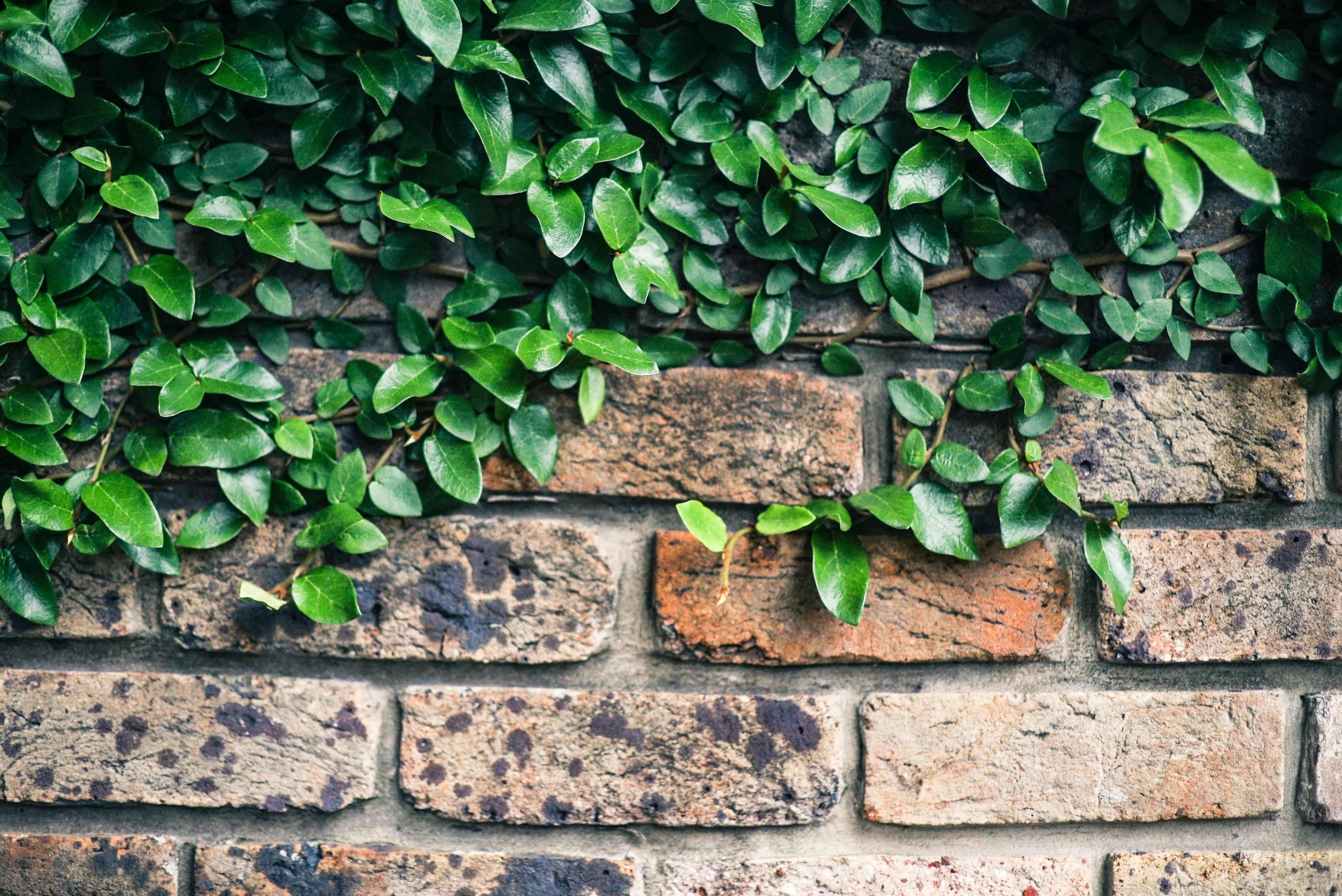 Free Green Leaf Plant on Wall Stock Photo