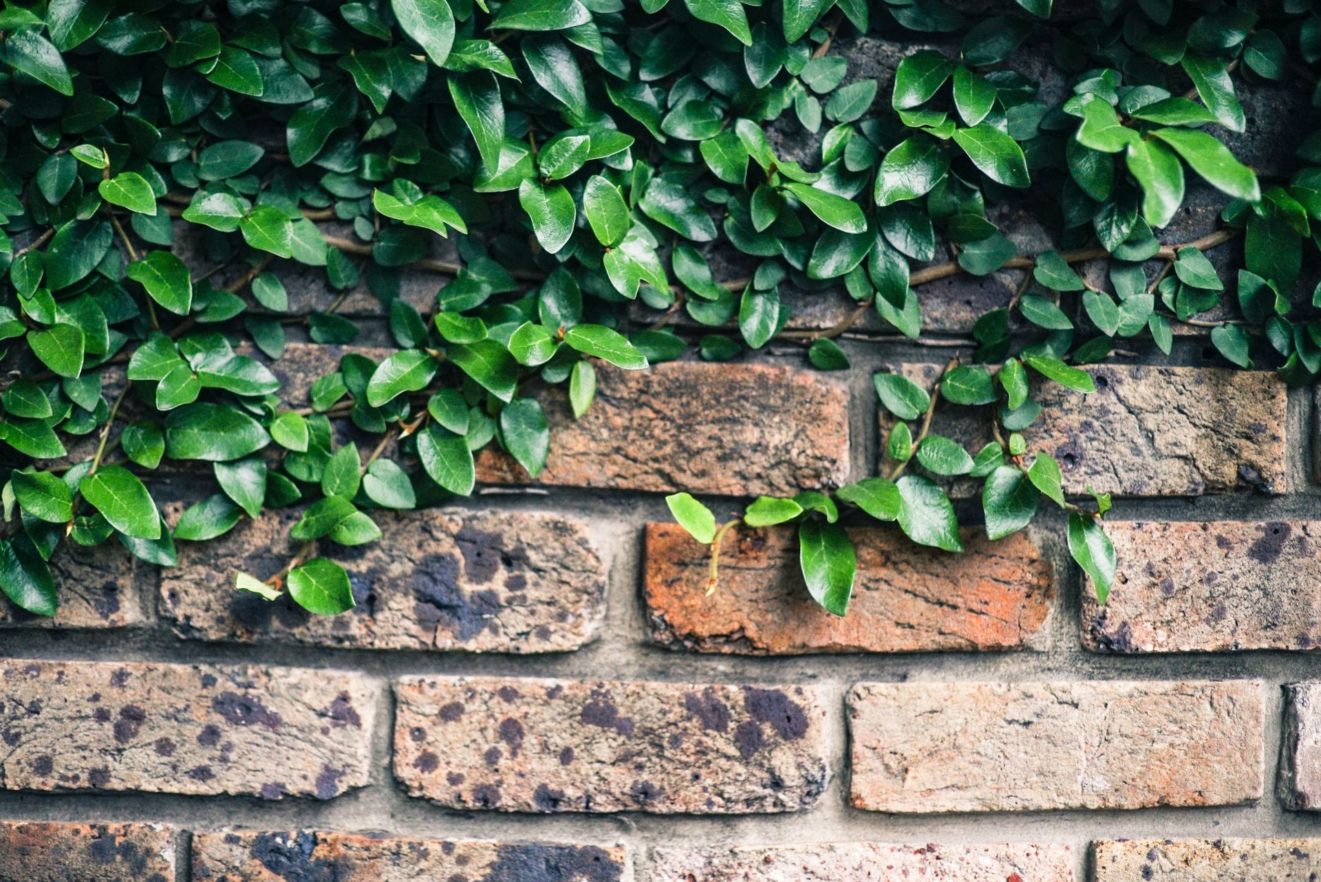 Green Leaf Plant on Wall