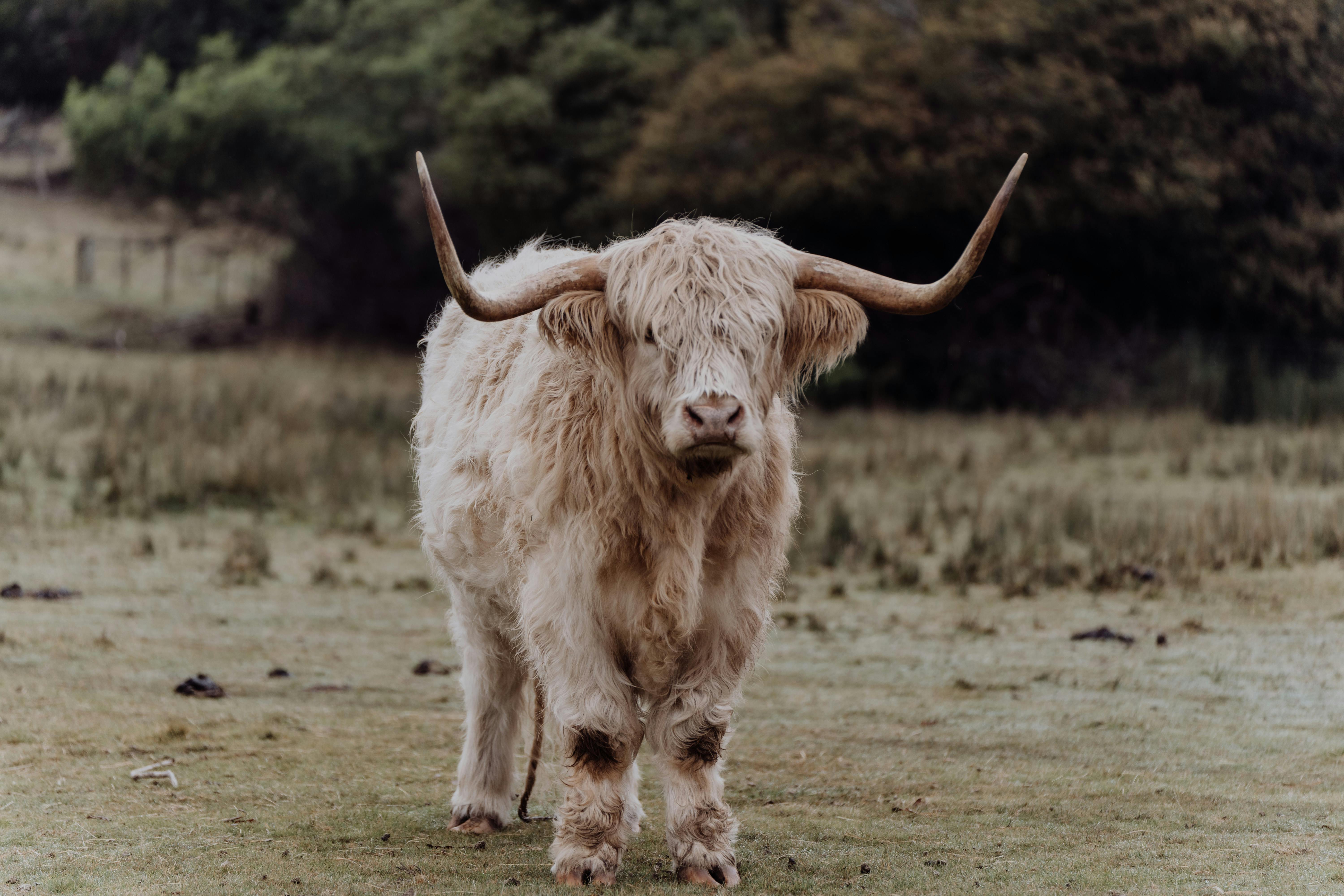 Gratuit Photos gratuites de agriculture, animal, animal agricole Photos