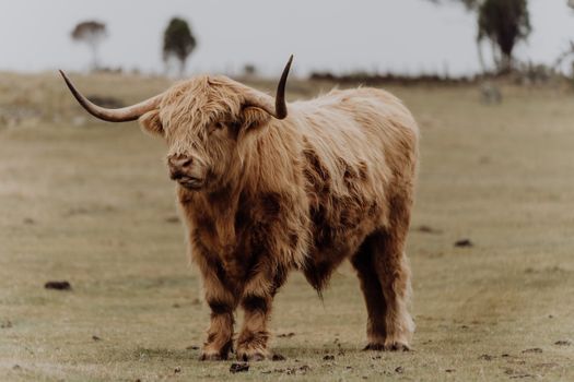 Free stock photo of animal, bull, calf