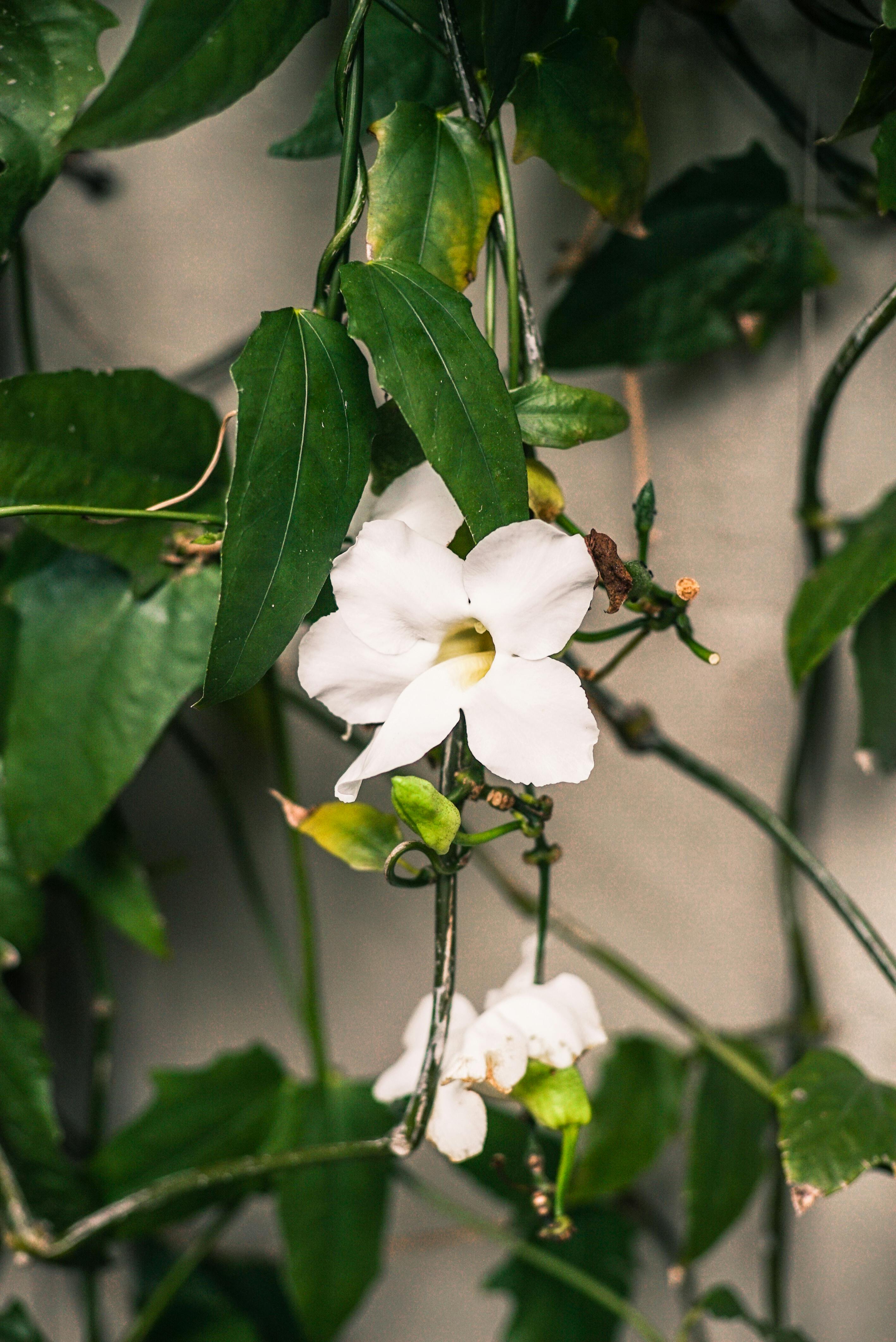 white petaled flowers in bloom