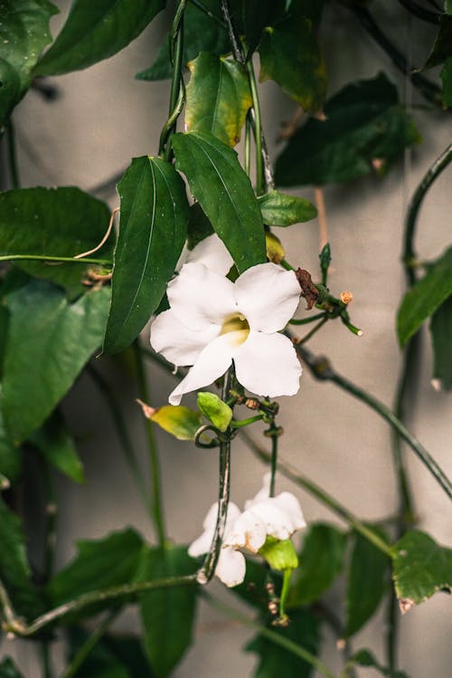 免费 盛开的白色花瓣花 素材图片