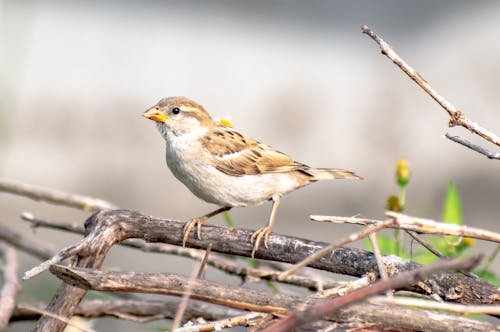 Photos gratuites de branche, faune, moineau