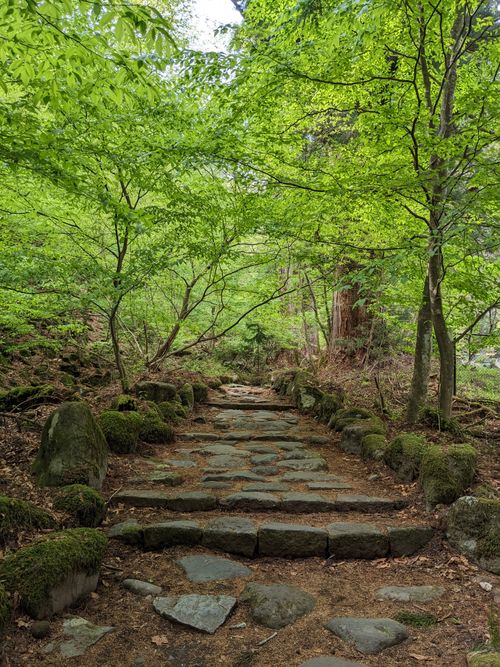 Free Tranquil forest path with stone steps surrounded by lush greenery, perfect for nature walks. Stock Photo