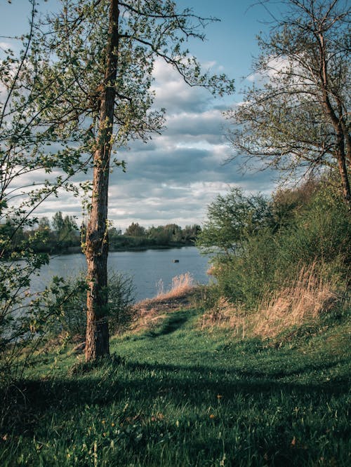 Kostnadsfri bild av buskar, damm, gräs