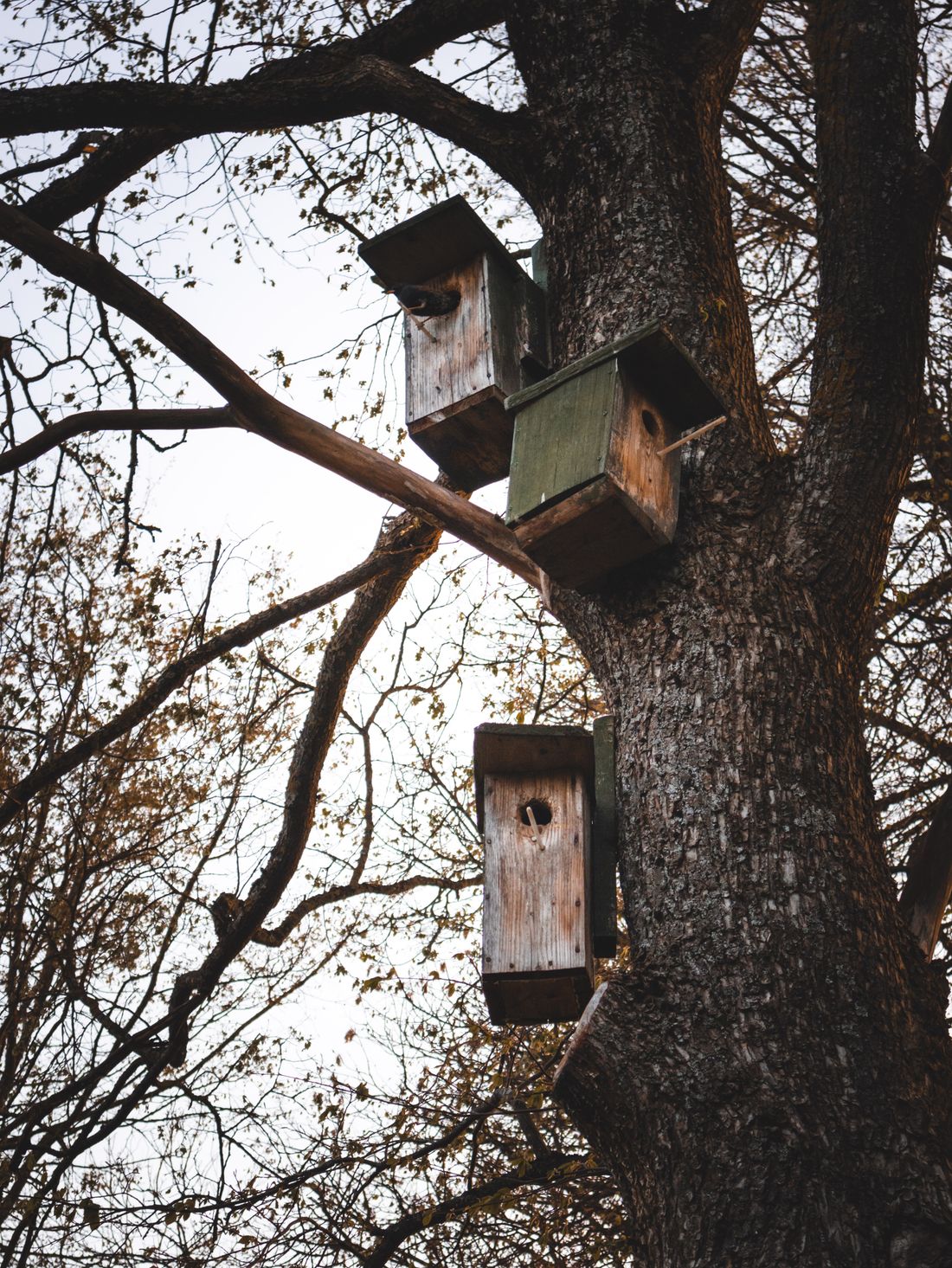 Drie houten nestkastjes aan een boom in de herfst