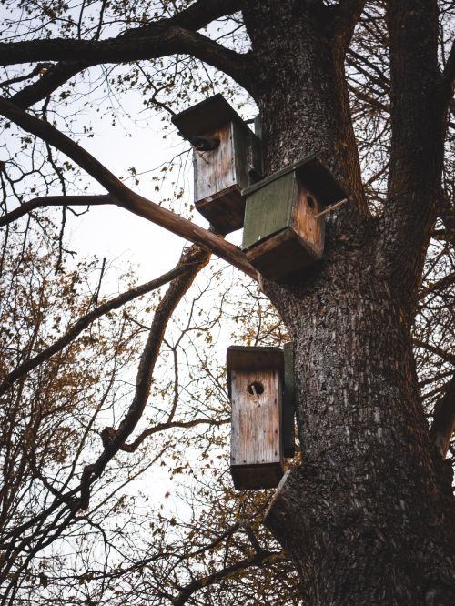 Free Vertical shot of wooden birdhouses on a tree in a park setting during fall season. Stock Photo