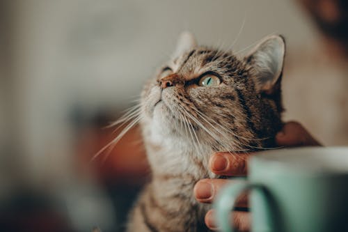 Closeup of a Cat Looking up, and a Blurred Mug in Foreground