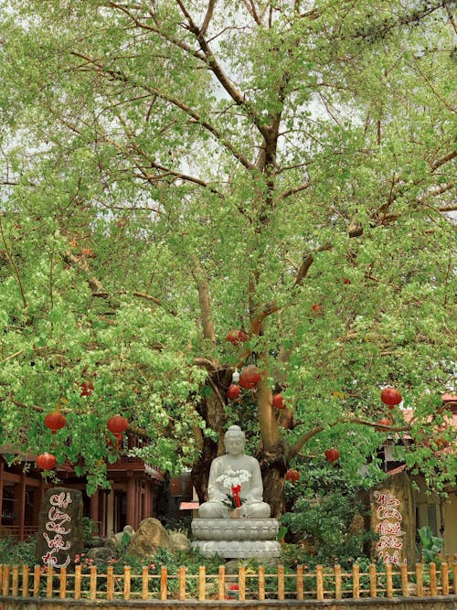 Imagine de stoc gratuită din arbore, Buddha, budism
