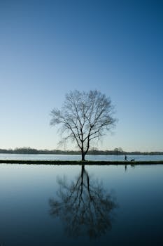 A lone tree and person with dog reflect in a calm lake, showcasing nature's tranquility.