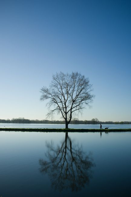 A lone tree and person with dog reflect in a calm lake, showcasing nature's tranquility.
