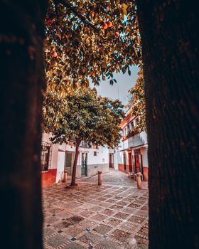Picturesque alleyway in Seville with oranges hanging over a quiet, cobblestone plaza.