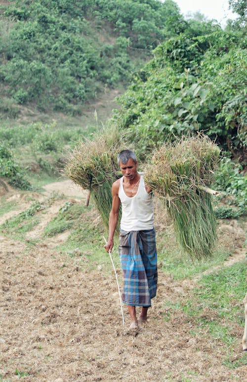 Foto profissional grátis de agricultor, campo, carregando