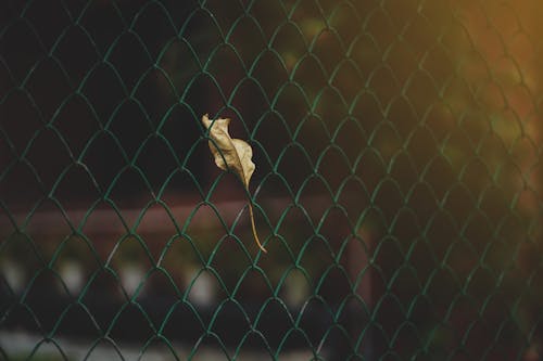 Leaf on Fence