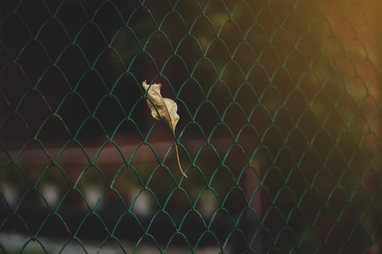 Leaf On Fence