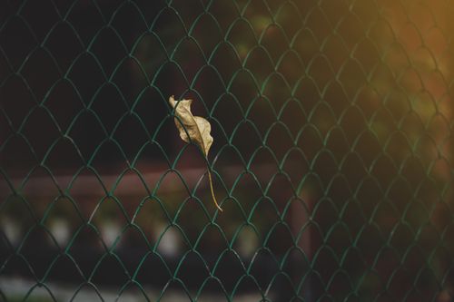 Free A single dry leaf trapped in a fence under warm autumn sunlight in New Delhi. Stock Photo