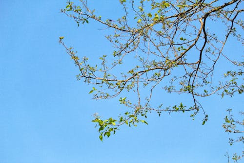 無料 フローラ, 枝, 自然の無料の写真素材 写真素材