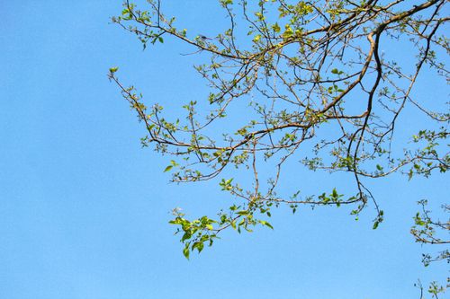 Free A serene image of tree branches with budding leaves set against a clear blue sky. Stock Photo
