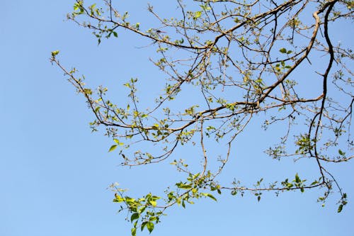 Foto profissional grátis de céu limpo, fechar-se, filiais