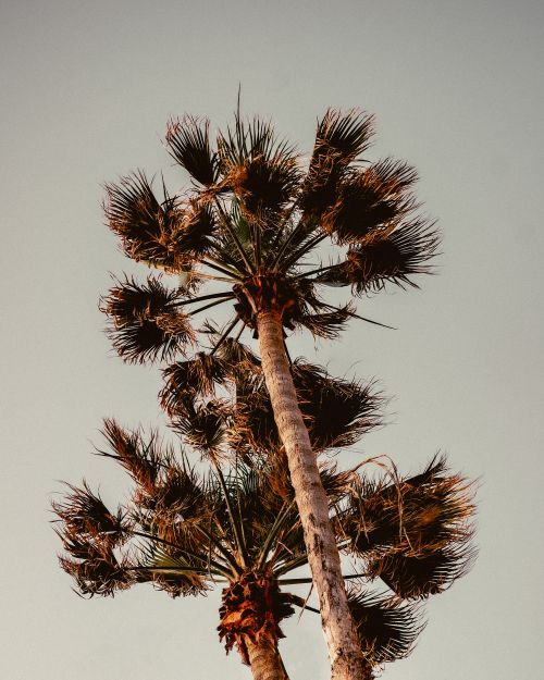 Free Low angle shot of tall palm trees against a clear sky in natural lighting. Stock Photo