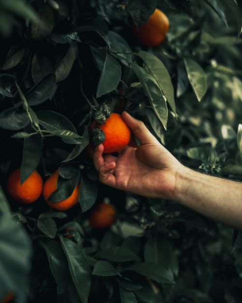 Free Close-up of a hand gently picking ripe oranges amidst lush green leaves, showcasing nature's bounty. Stock Photo