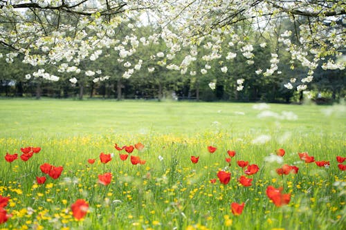 Základová fotografie zdarma na téma flóra, hřiště, květiny