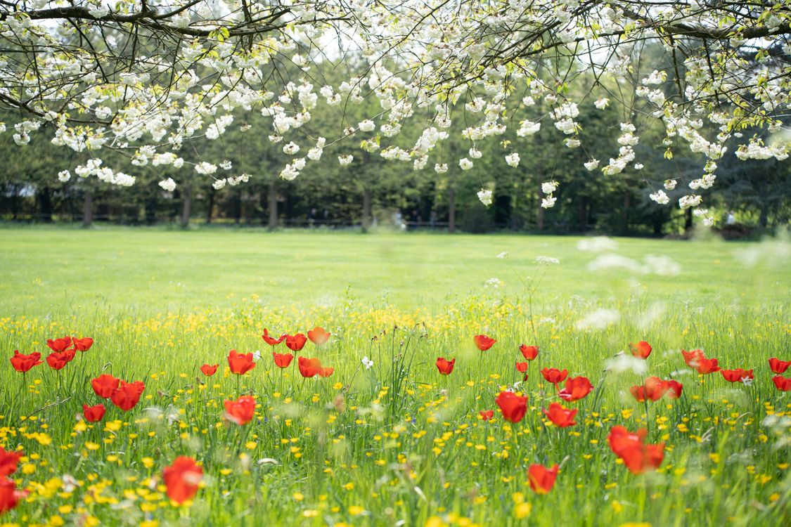 カシニョール 、【BUNCH OF FLOWERS IN MEADOW】 Flowers on Meadow · Free Stock Photo