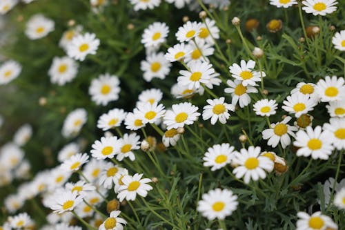 Daisies on Ground