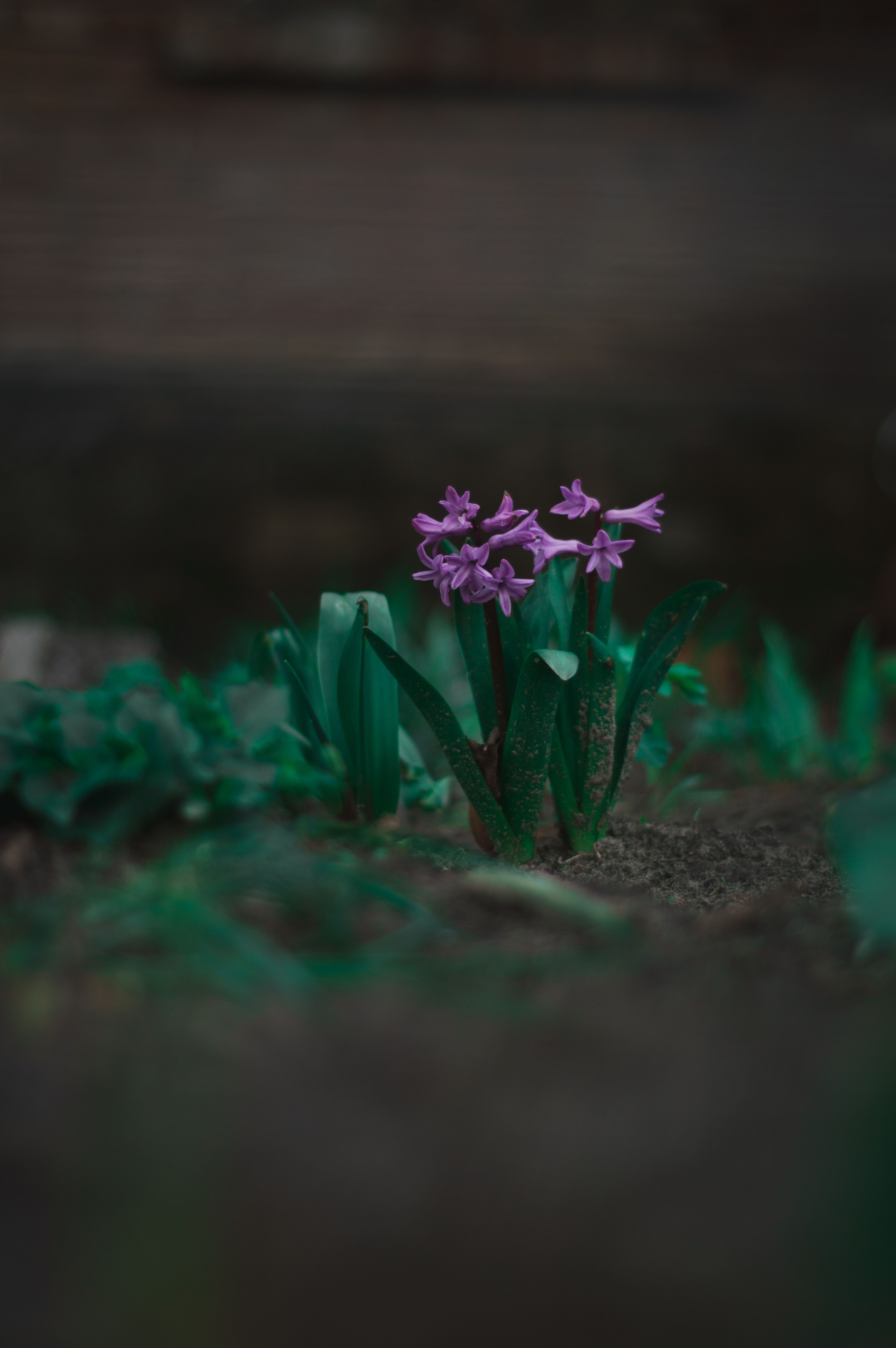 Selective Photography of Purple Clustered Flowers · Free Stock Photo