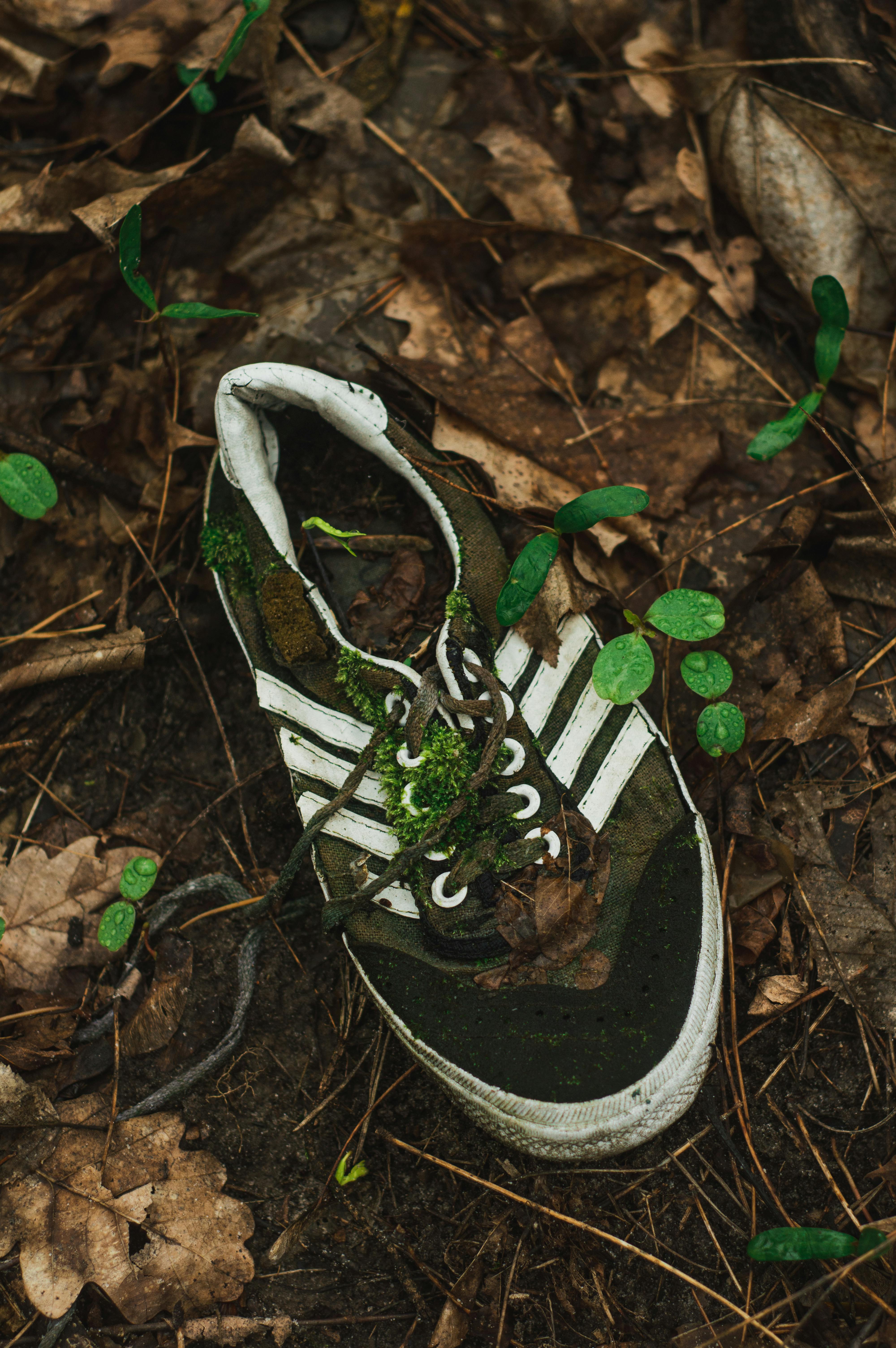 An old sneaker lies abandoned in a forest, surrounded by autumn leaves and new plant growth.