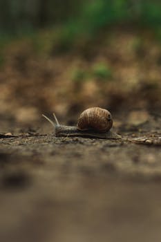 Detailed close-up of a snail moving slowly on earthy surface in nature.