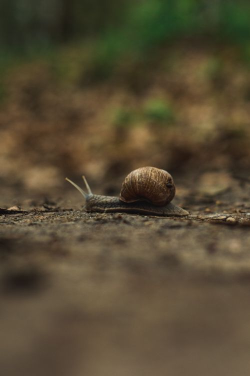 Free Detailed close-up of a snail moving slowly on earthy surface in nature. Stock Photo