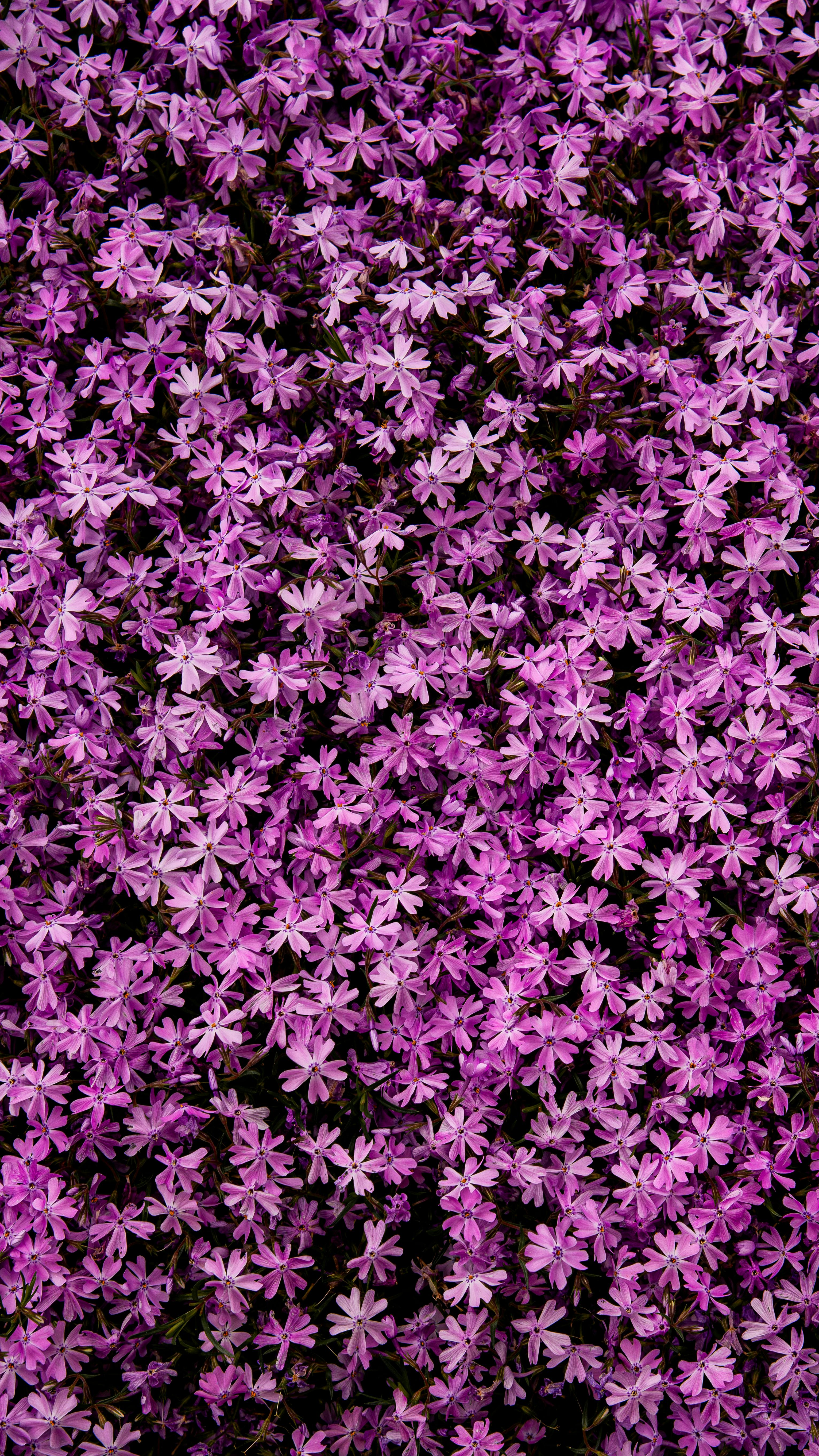 [ColoSach]-a-stunning-display-of-purple-phlox-flowers-creates-a-vibrant-floral-carpet,-perfect-for-spring-garden-inspiration.