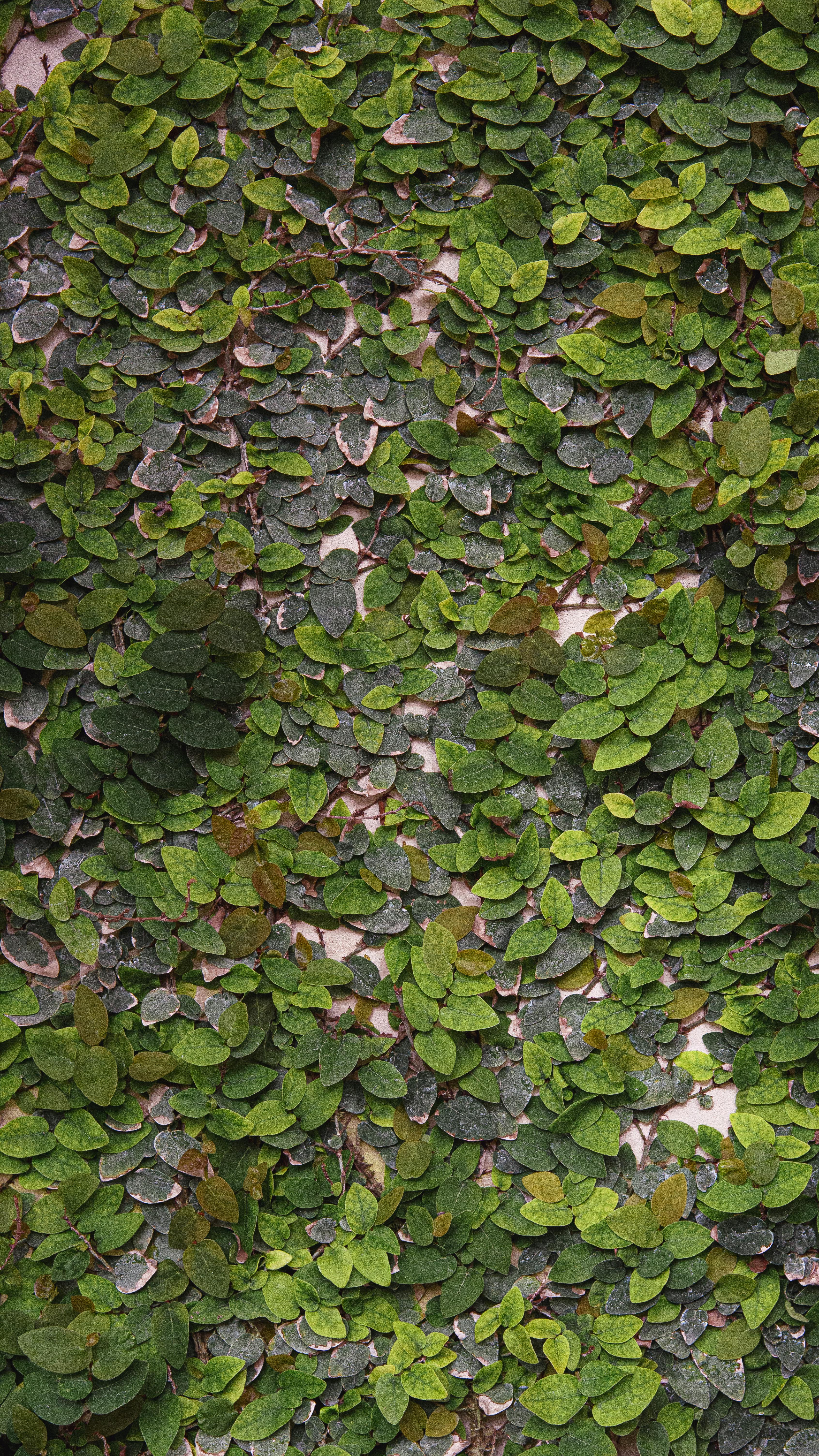 De franc Una heura verda vibrant cobreix una paret, creant un exuberant teló de fons natural. Foto d'estoc