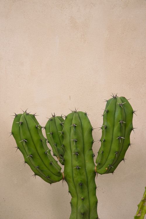 Free A detailed view of a green cactus with spines against a beige background, highlighting texture. Stock Photo