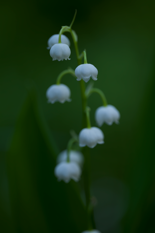 Free Artistic close-up of white lily of the valley flowers in bloom, showing detailed petals. Stock Photo