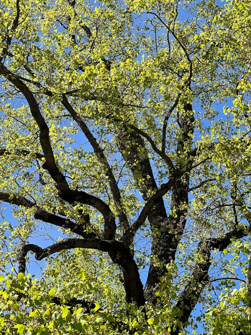 ağaç, dallar, dar açılı çekim içeren Ücretsiz stok fotoğraf