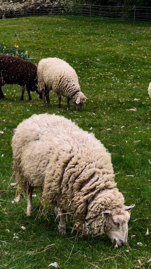 Sheep Grazing in Meadow