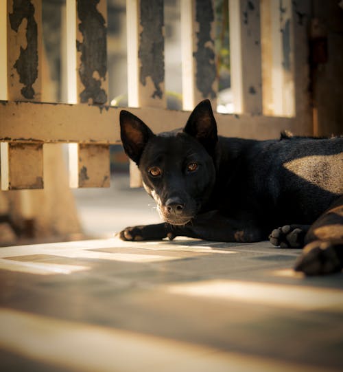 Black Dog Lying Down