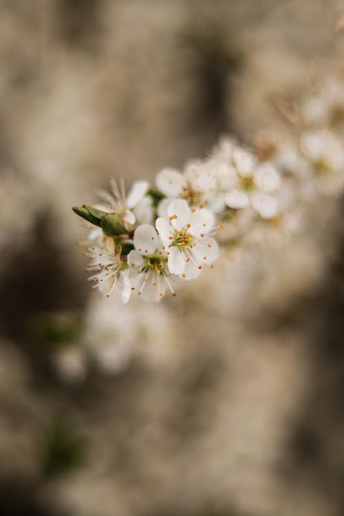 Ingyenes stockfotó blanc, blanche, fehér virág témában