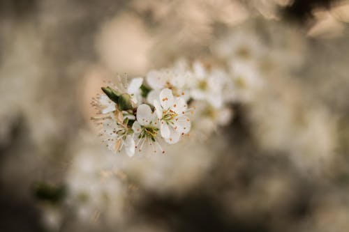 Photos gratuites de branche, fleur, fleur de cerisier