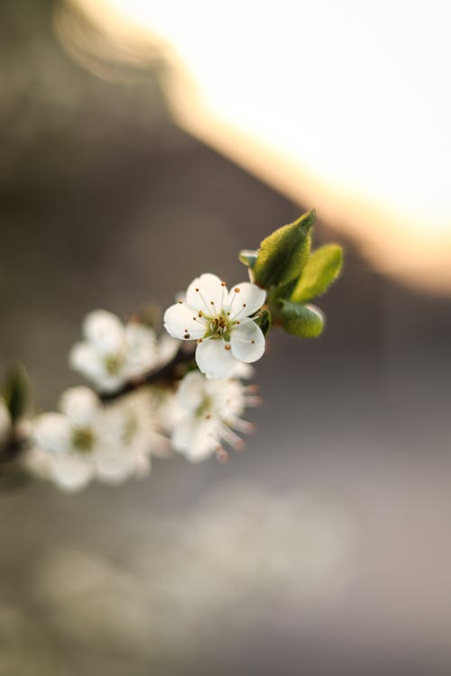 Ingyenes stockfotó blanc, blanche, fehér virág témában