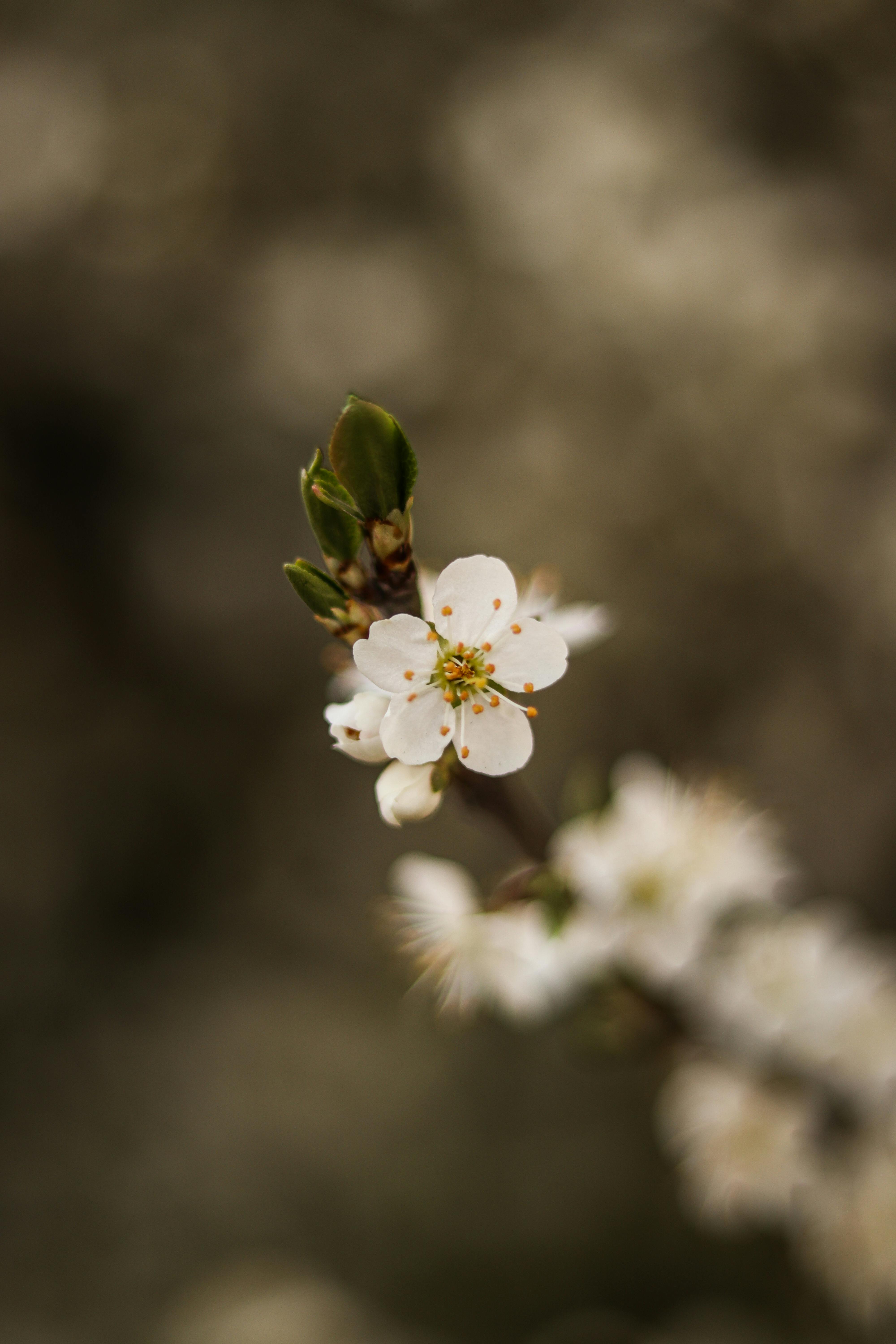 a close up of a small white flower on a branch