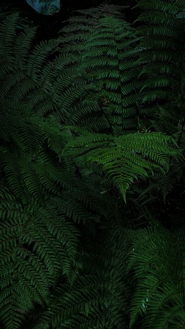Fotomural Follaje de helechos oscuros y exóticos creando una atmósfera de selva.
